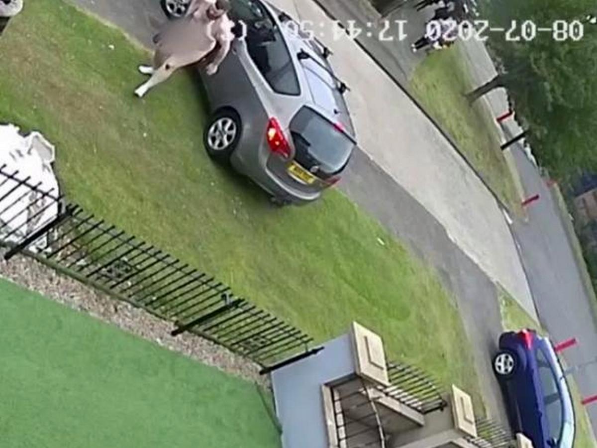 Голый дядюшка собрал более 37 тыс. просмотров, бросившись на поиски ребенка