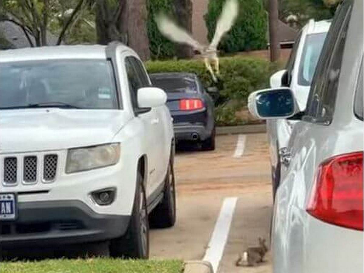 Нападение ястреба на кролика попало на видео