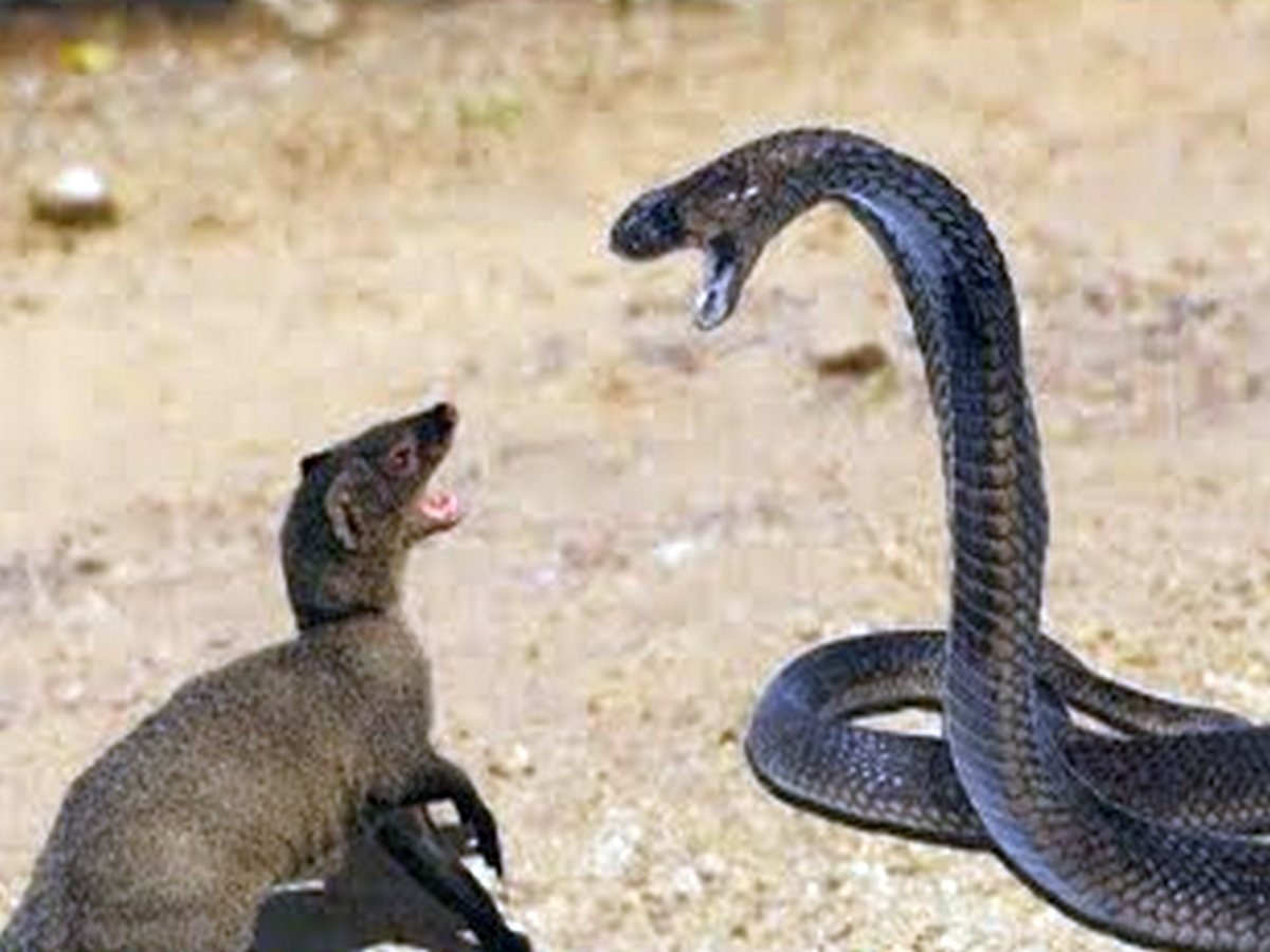Cхватку мангуста и кобры сняли на видео