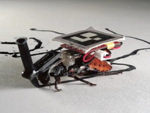 Японские инженеры вооружили тараканов аккумуляторами и чипами