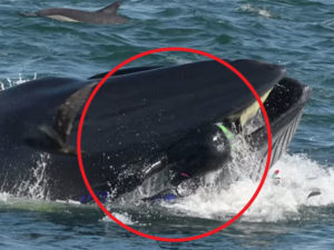Видео с дайвером, попавшим в пасть киту, собрало 13, 5 млн просмотров