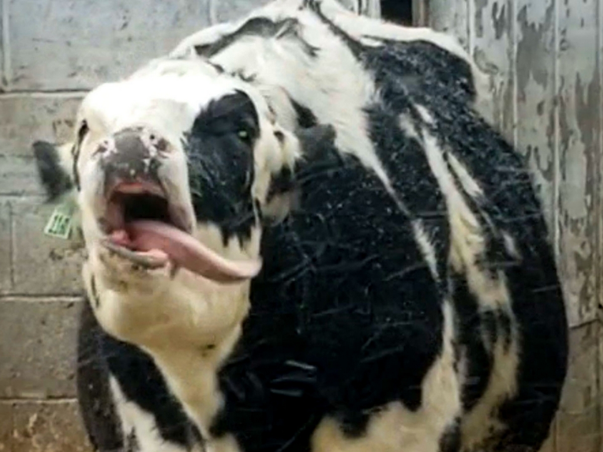 Корова, поймавшая тысячи снежинок языком, стала интернет-звездой