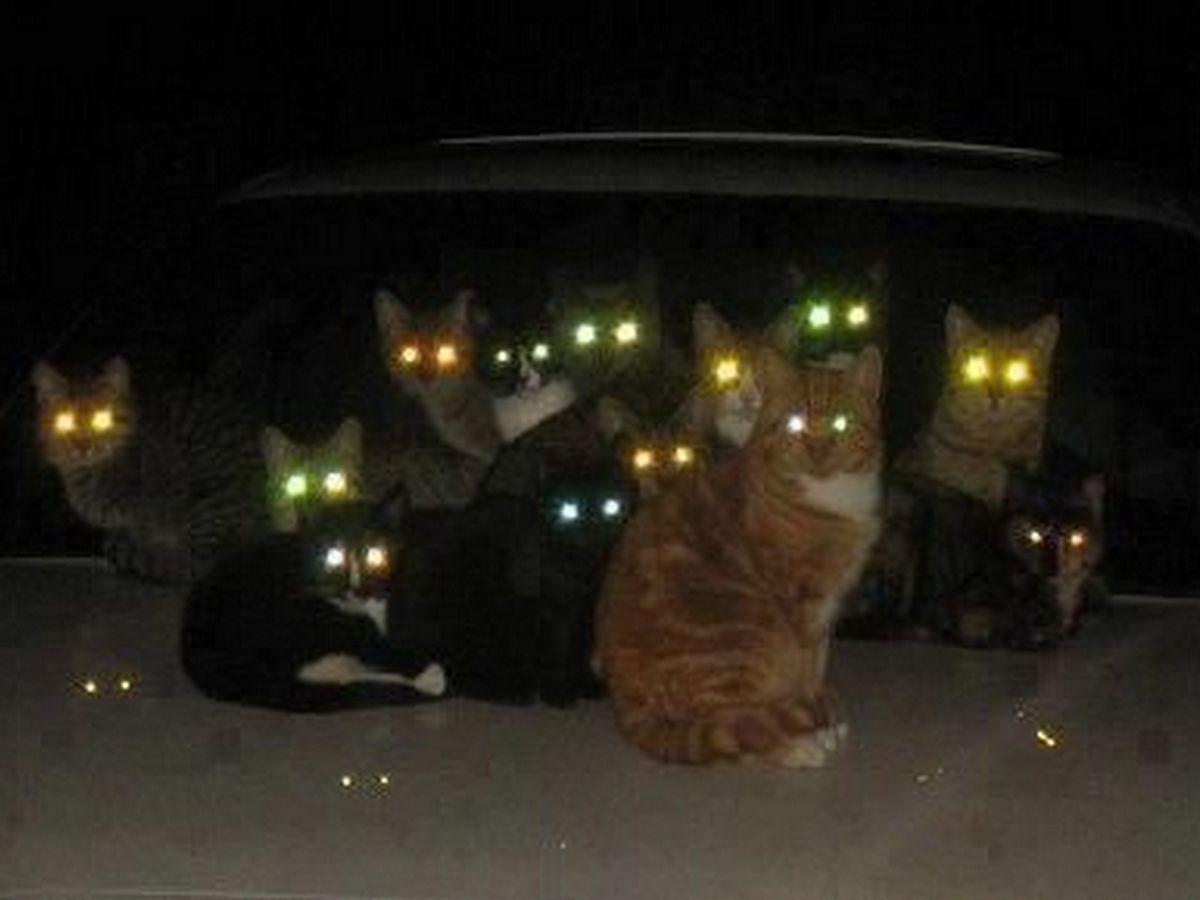 Стайка кошек со светящимися в темноте глазами собрала более 19 тыс. просмотров