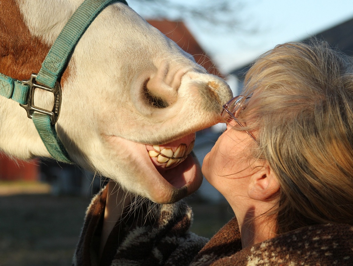 В Санкт-Петербурге лошадь откусила нос пьяному мужчине