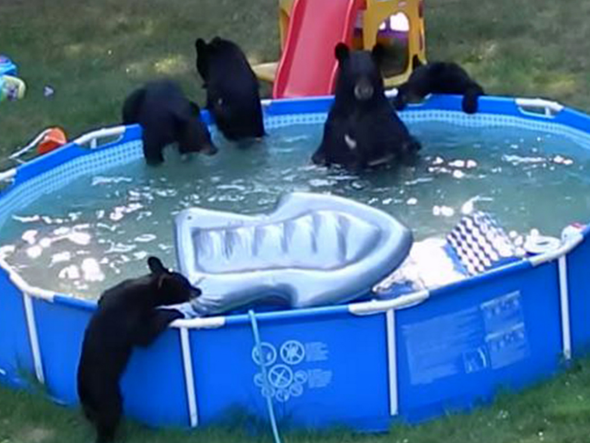Медведица с медвежатами устроили купание в бассейне
