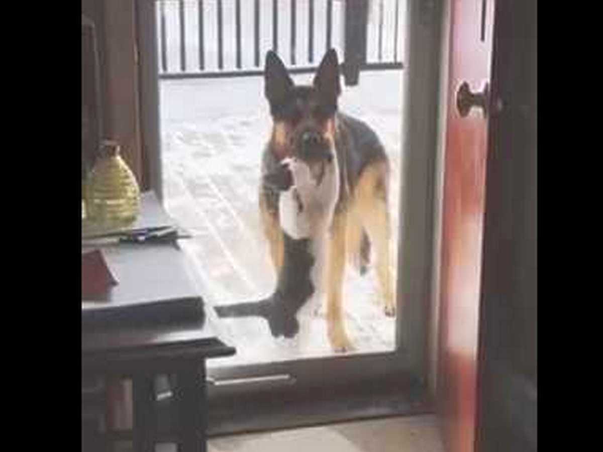 Пользователи обсуждают любвеобильного кота, 