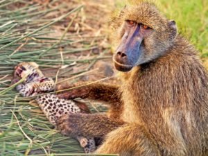 В Сети прославилась обезьяна, усыновившая леопарда