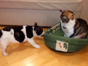 Щенок пытается вернуть свой лежак у кошки-оккупанта