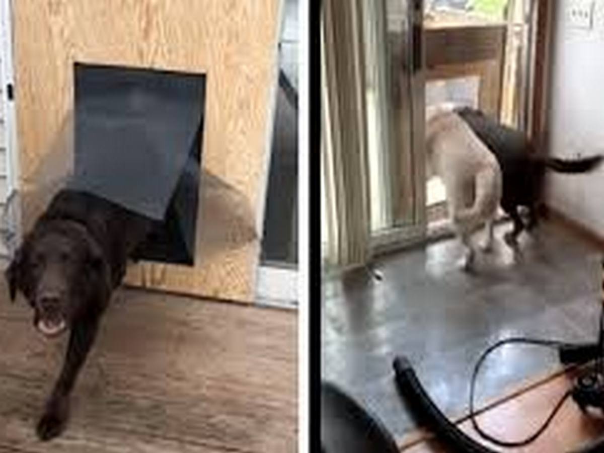 Видео с псами, протестировавшими 