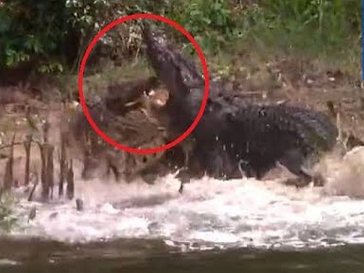 Любвеобильный аллигатор наказал возлюбленную за измену