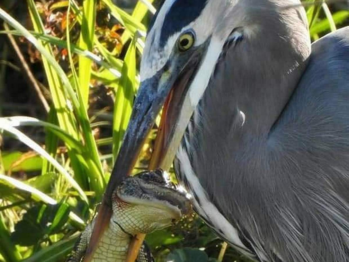 Цаплю, пожирающую аллигатора, сняли на видео