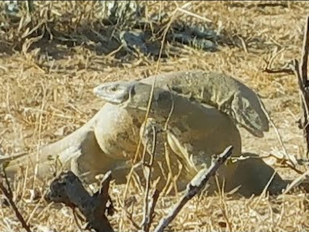 Состязание варанов сняли на видео