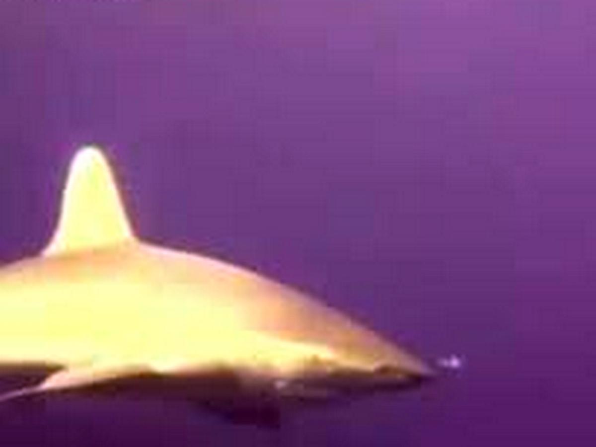 Спасение женщины от акулы сняли на видео в Египте