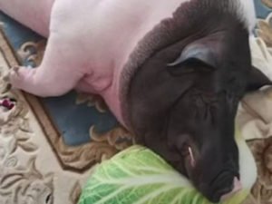 В Сети показали, каких размеров может достичь 