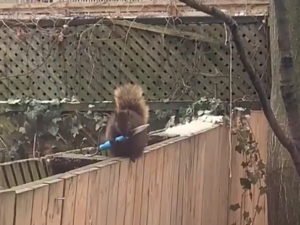 Белка с ножом