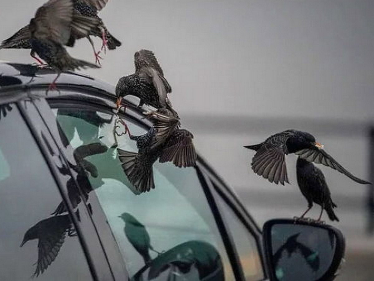 Ученые выяснили, какие автомобили больше нравятся птицам
