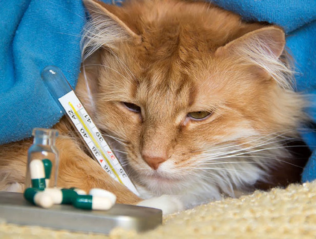 Российские ученые впервые изучили коронавирус у кота