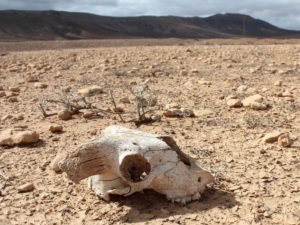 Массовое вымирание