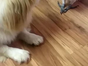 Попугай подружился с собакой и научился лаять не хуже неё