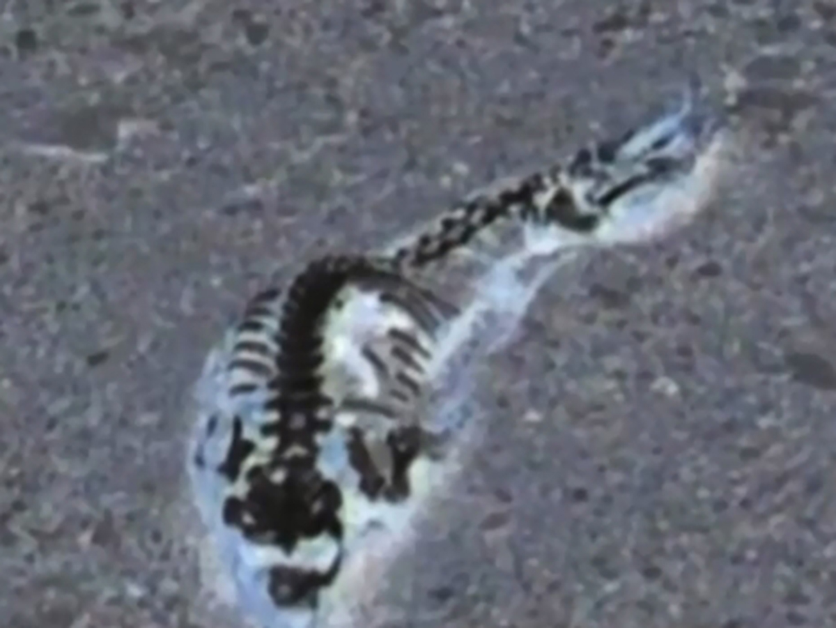 Скелет загадочного существа в Антарктиде