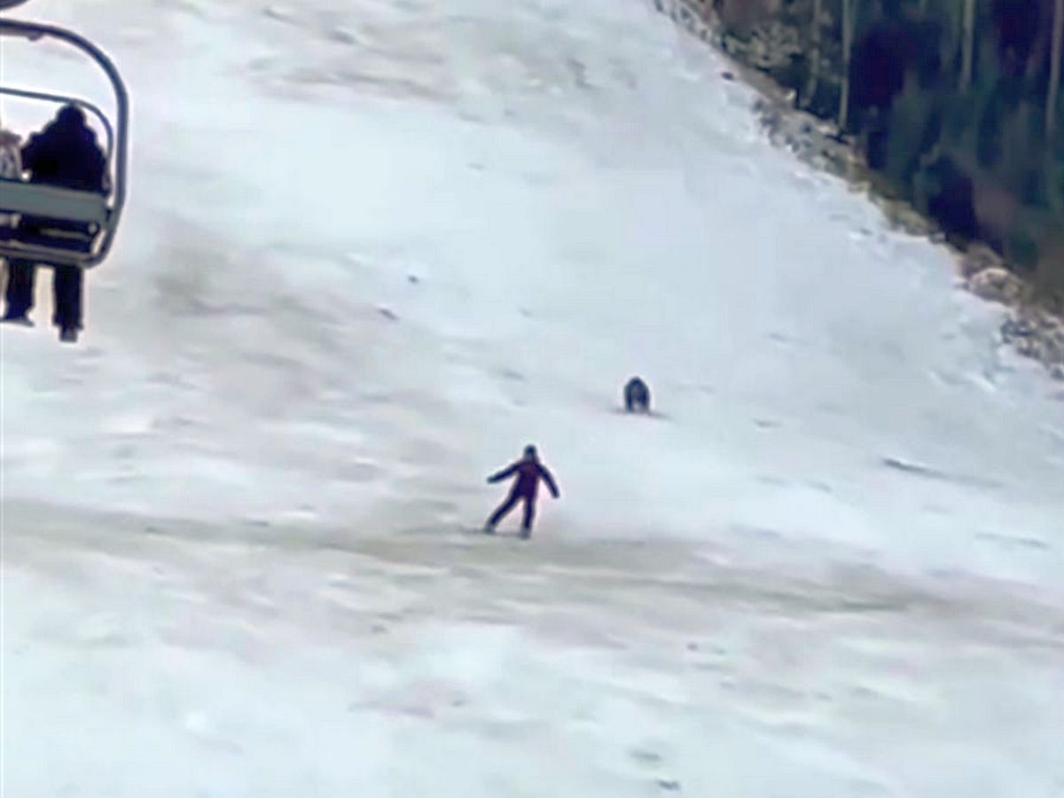 Медведь рванувший за лыжником, попал на видео и собрал тысячи просмотров