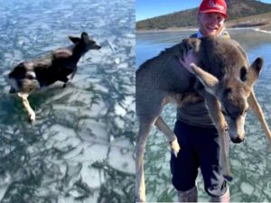 Видео спасения оленя на озере Пангитч посмотрели 10 тыс. пользователей