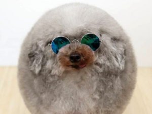 Хозяйка изуродовала питомца, сделав его интернет-звездой