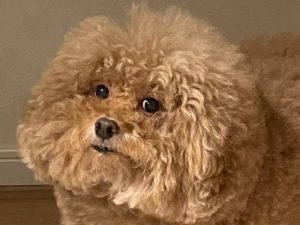 Квадратная собака из Японии породила сотни мемов