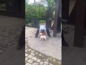 Пес так обрадовался встрече, что едва не покалечил хозяина