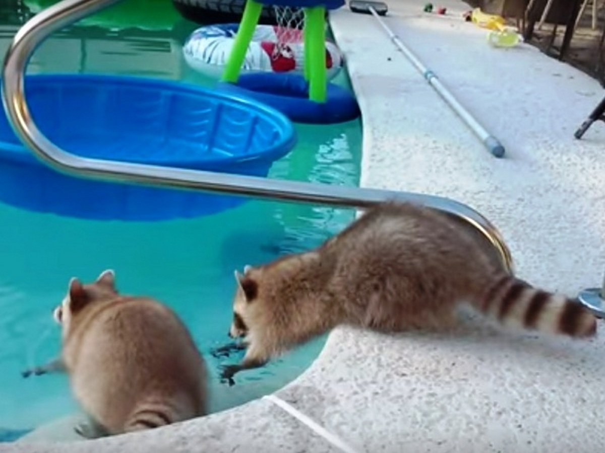 Енот-пловец и енот-болельщик собрали более 3 млн просмотров на YouTube