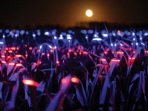 Художник устроил световую инсталляцию на плантации