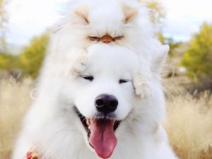 Весёлый пес и угрюмый кот стали звездами Инстаграма