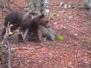 Один год из жизни дерева в национальном итальянском парке сняли на видео