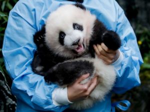 Детеныш панды из Южной Кореи стал интернет-звездой