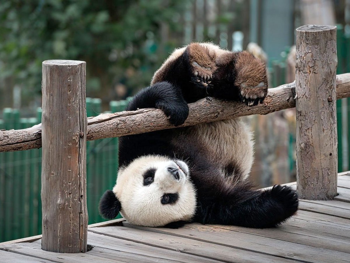 Трейлер самого милого документального фильма о пандах