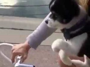 Собака-велогонщица набирает популярность в Сети