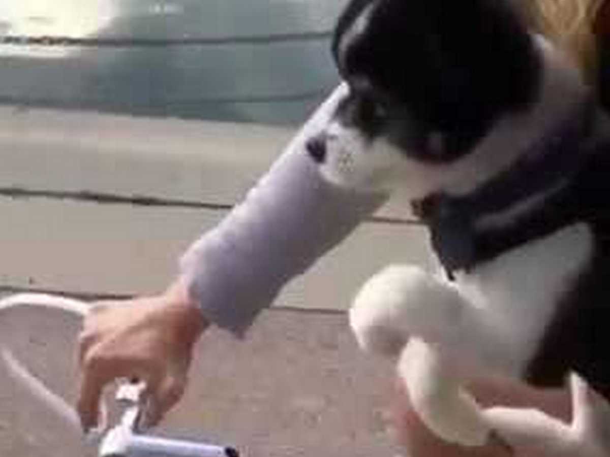 Собака-велогонщица набирает популярность в Сети