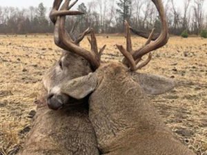 Охотник нашел способ спасти оленей, намертво сцепившихся рогами