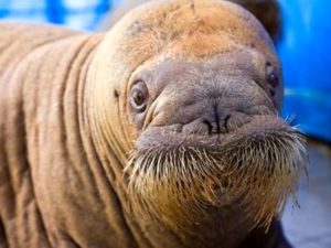 В Крыму живет морж, который весит больше автомобиля