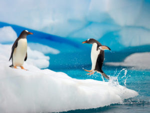 Два пингвина, не поделившие льдину, попали на видео