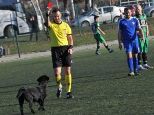 В Сербии матч прервали из-за собаки, которая не пожелала покидать поле