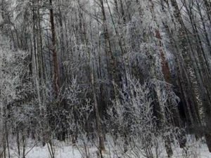 Многодетная москвичка раздела детей и оставила умирать в лесу