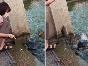 Девушка едва не лишилась рассудка, когда на нее из воды выпрыгнуло нечто