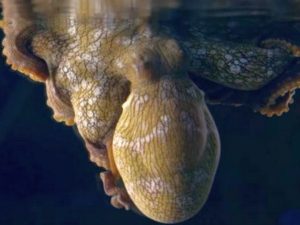 Видео с осьминогом, меняющим цвет во сне, завирусился в Сети