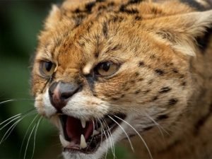 Сервал, напугавший гепарда, попал на видео и собрал около 350 тыс. просмотров