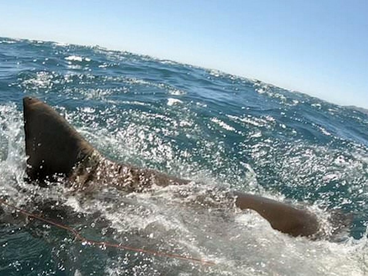 Аквалангист едва не потерял руку в схватке с акулой