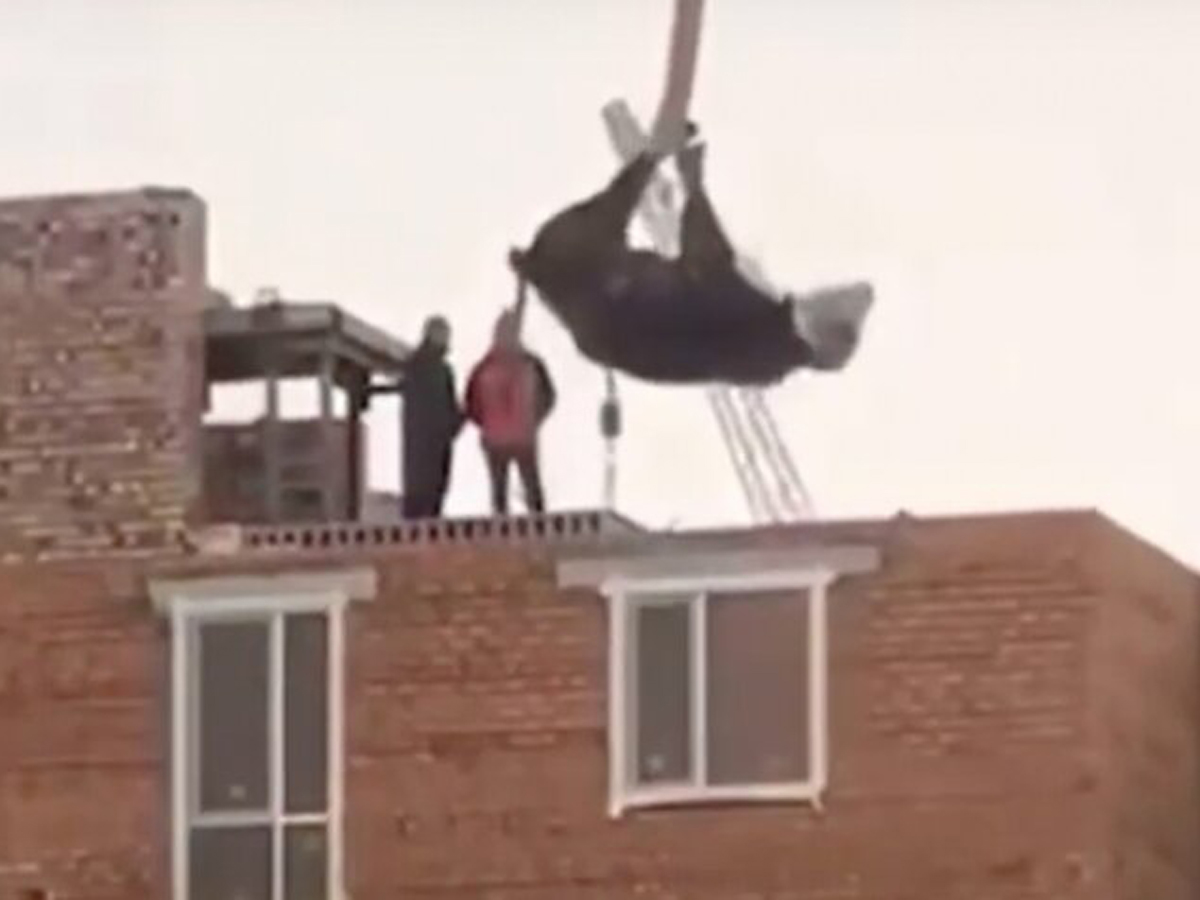 Строители подвесили корову вверх копытами и подняли на крышу дома