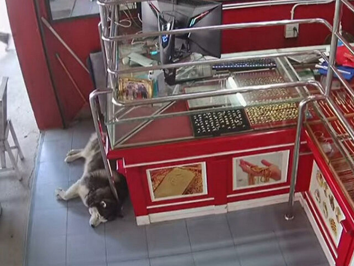 Пес-разиня, проспавший ограбление магазина, стал интернет-звездой