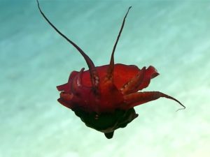 Ученые сняли на видео неизвестное науке глубоководное существо