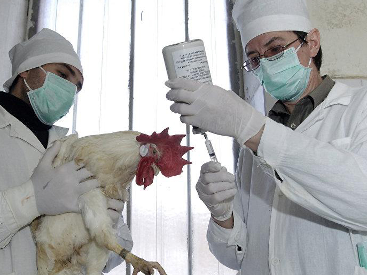В РФ подтвержден первый случай заражения человека птичьим гриппом